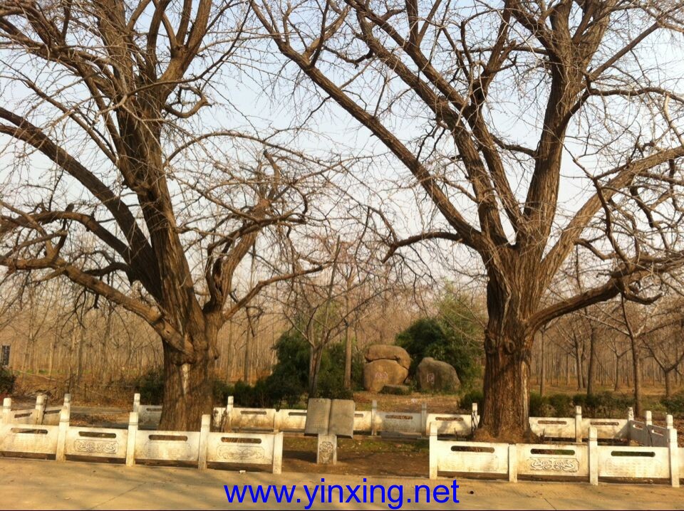 邳州古银杏姊妹园的姊妹树以及千手观音树（图）
