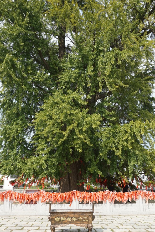 郯城千年老神树的神奇之处
